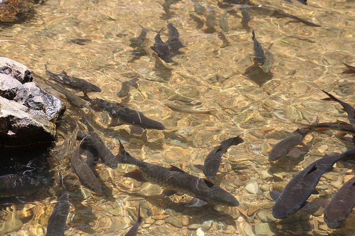 カオ ラックからのリトル アマゾンとスリ パンガー滝の 1 日ツアー