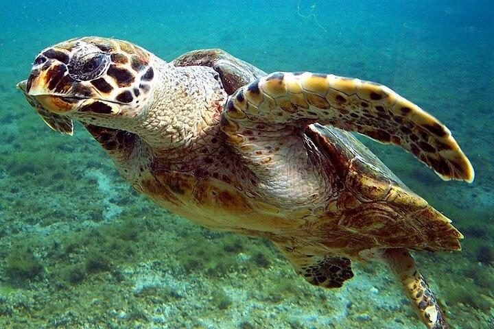 Marsa Mubarak Snorkling äventyr med valfri dykning