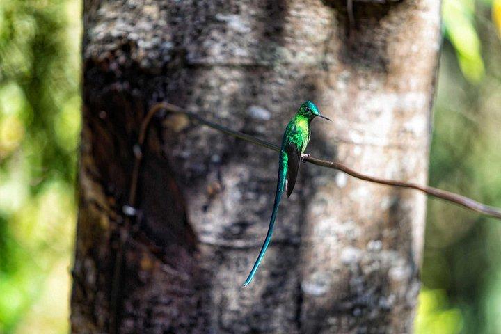 Hiking Acaime – Cocora Valley Private Full Day