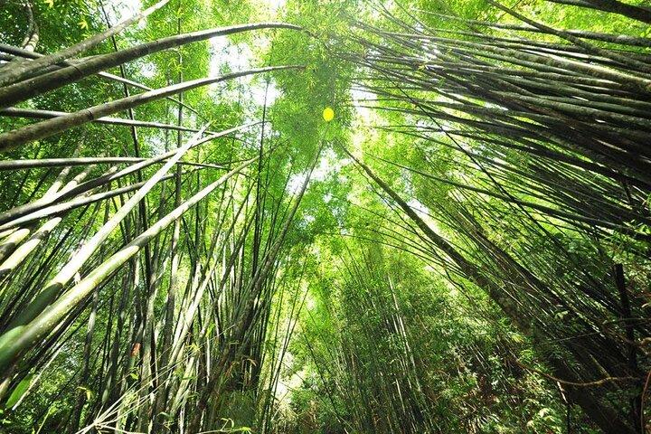 カオソック国立公園ハイキングとカオラックからの竹筏