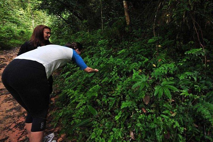 カオソック国立公園ハイキングとカオラックからの竹筏
