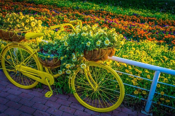 Miracle Garden Dubai Including Pickup & Drop Off