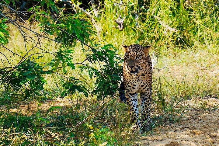 12日間のスリランカ島アドベンチャーとワイルドツアー