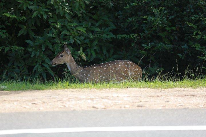 12日間のスリランカ島アドベンチャーとワイルドツアー