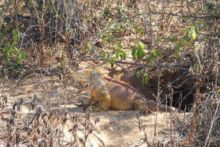 4 - Tour di un giorno dell'isola delle Galapagos