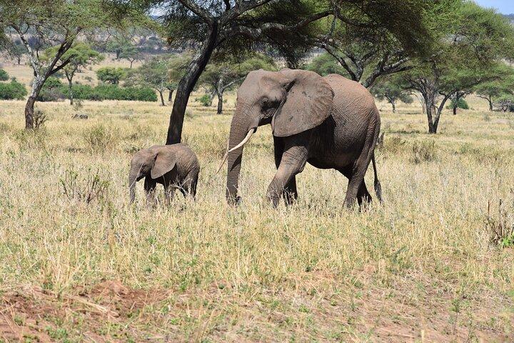 2 días Safari Tanzania - Tarangire y Ngorongoro (safari conjunto)
