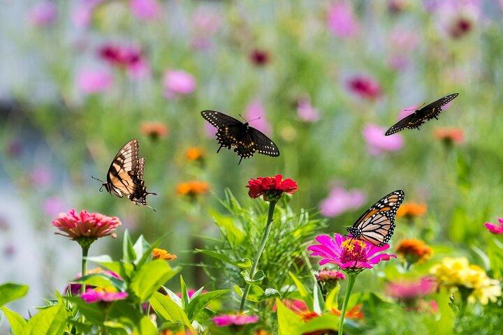 Ohne Anstehen: Schmetterlingsgarten-Ticket mit Transfer