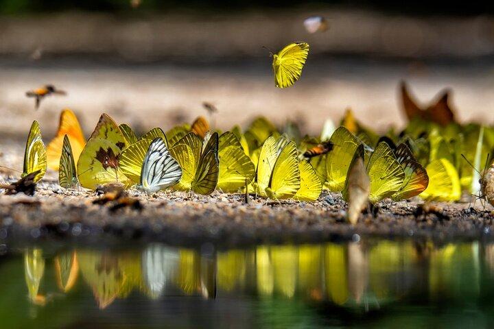 Ohne Anstehen: Schmetterlingsgarten-Ticket mit Transfer
