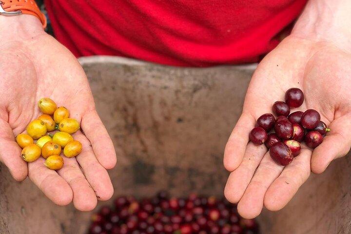 Coffee Farm e tour a piedi del Salento