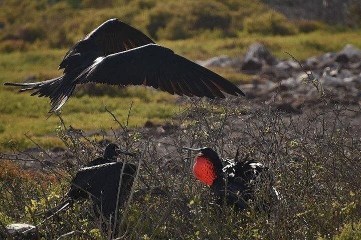 5 days Galapagos Top II