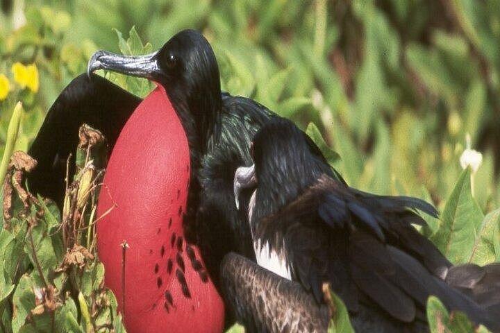 5 days Galapagos Top II