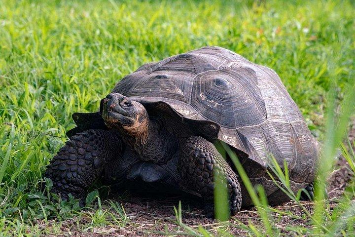 5 days Galapagos Top II