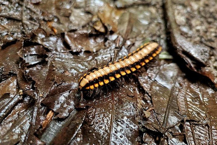 サンタエレナ雲霧林保護区へのプライベートガイド付きウォーク