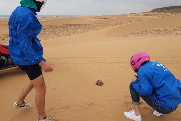Essaouira P17: Fyrhjulingstur bland sanddynerna och stränderna, gratis transfer.
