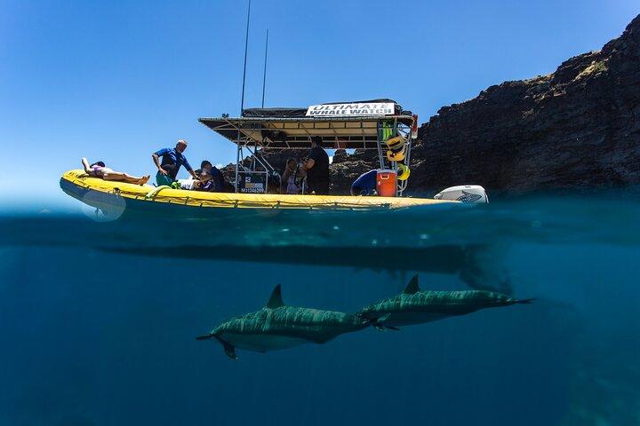 Lanai Deluxe Dolphin Adventure og 3 snorkelsteder