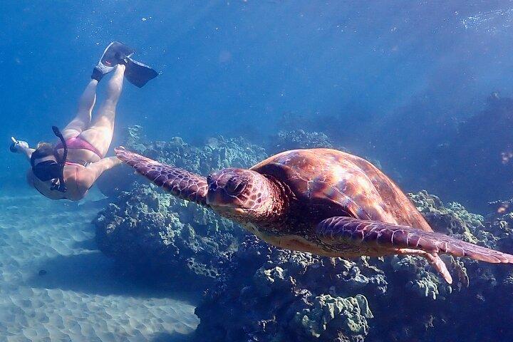 Turtle Town Snorkel med gratis foto og video - Begyndere