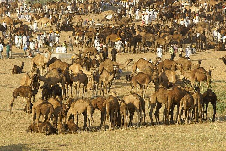 現地ガイドと一緒にプシュカルの町を探索し、ジョードプルからジャイプールへ降りる
