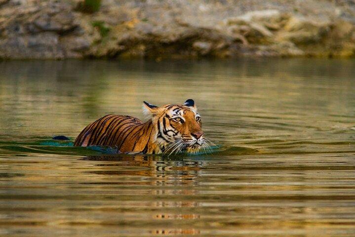 Private geführte ganztägige Ranthambore National Park Tour von Jaipur