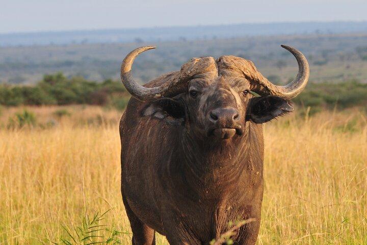 12-dagars Big 5, Chimp & Gorilla Trekking Safari