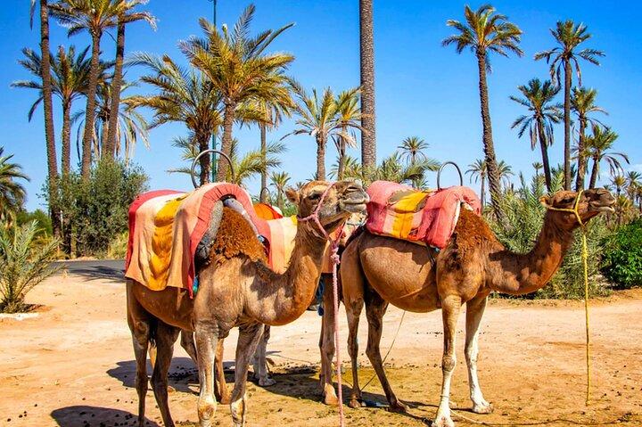 Camel Ride in the Palm Grove of Marrakech with Tea & Hotel Pickup