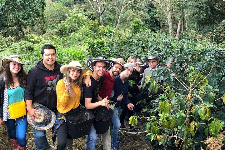 Excursión de un día al Valle de Cocora, Salento y Finca Cafetalera
