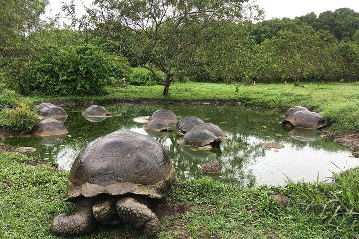 7 - ガラパゴス島日帰りホッピングツアー