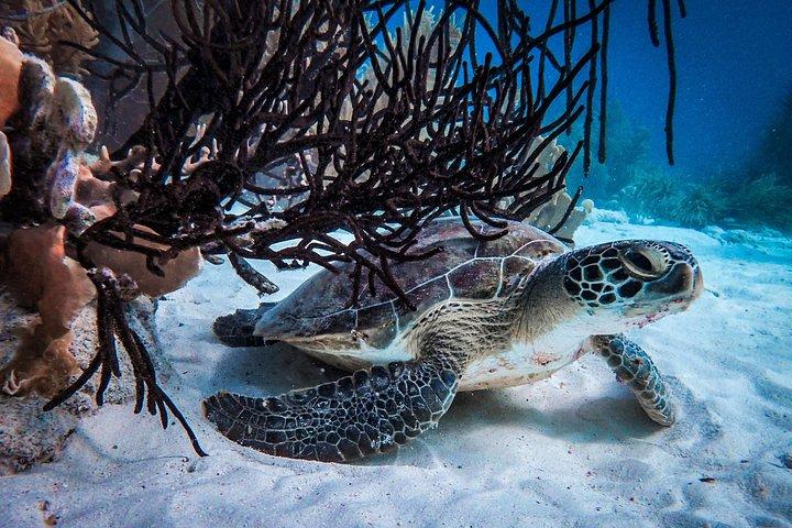 Private Bonaire Snorkeling Experience
