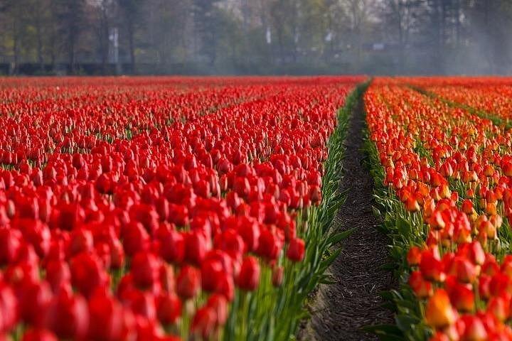 アムステルダムからチューリップの花束を摘むチューリップ畑ツアー