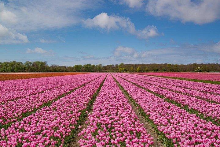 アムステルダムからチューリップの花束を摘むチューリップ畑ツアー