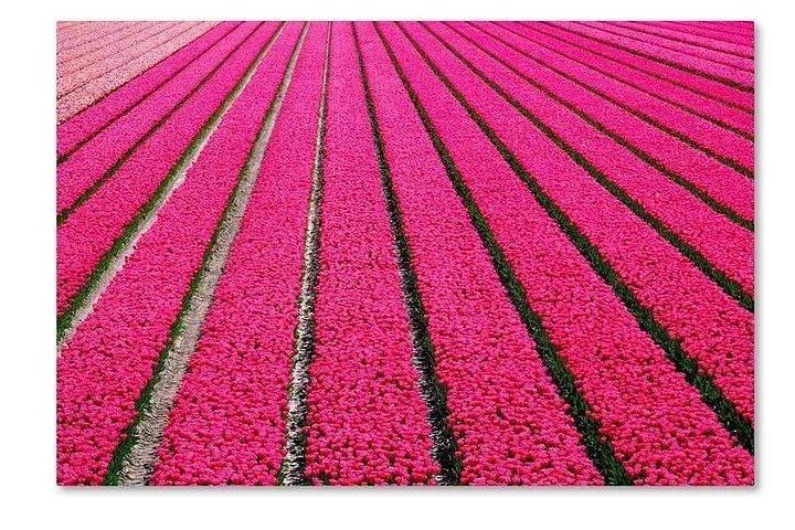 アムステルダムからチューリップの花束を摘むチューリップ畑ツアー