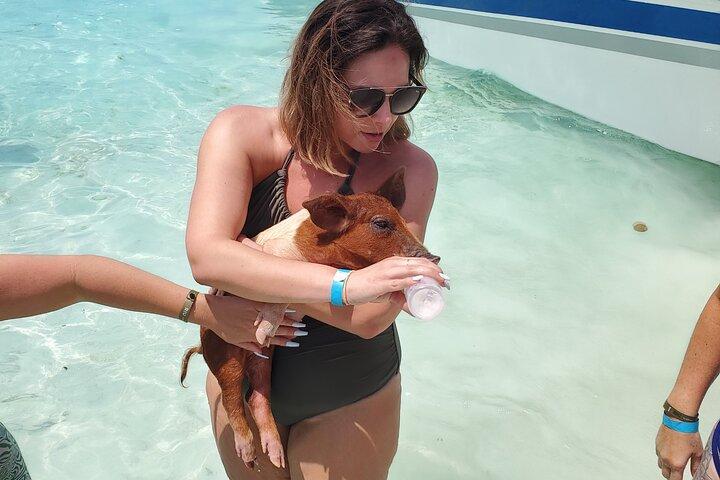 HALVE DAG Zwemmen Varkens en Haaien Tour (Nassau naar Exuma per vliegtuig)