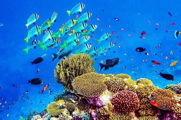 ルクソールからサファガのユートピア島への素晴らしいシュノーケリング旅行