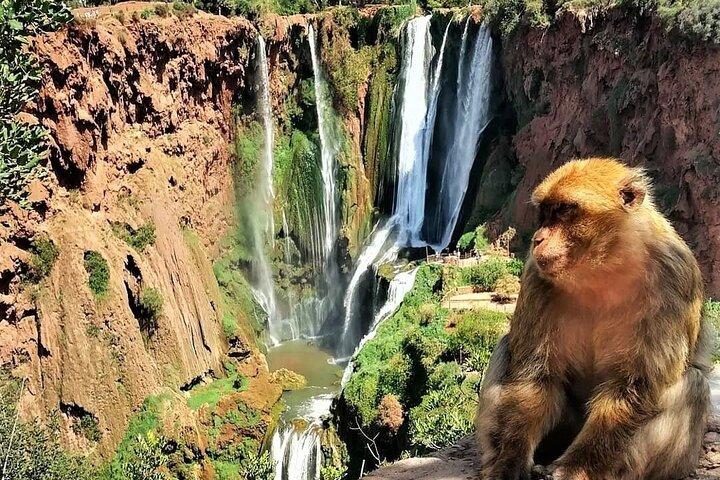 Ouzoud Falls Private Day Trip from Marrakech