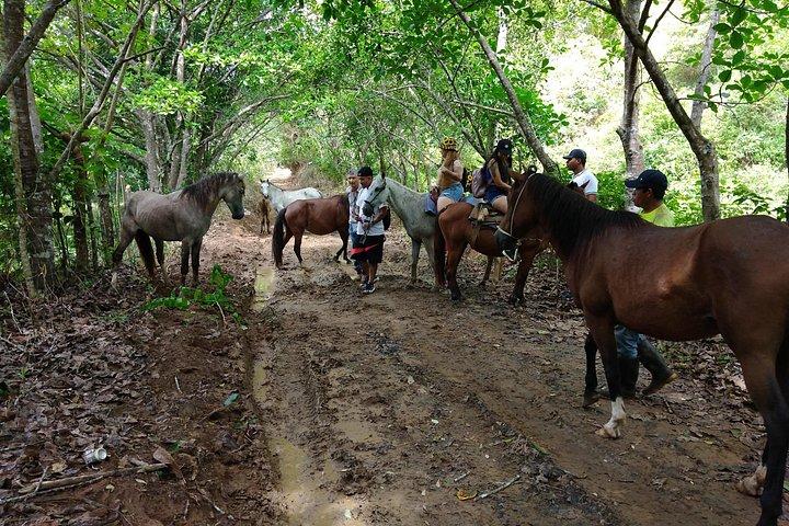 馬に乗ってパナマの農村地帯を巡る