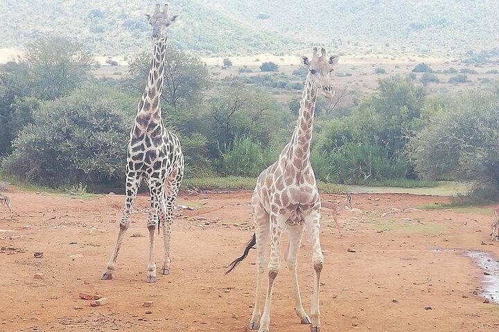 10 dage Cape Town / Kruger Park & Johannesburg magiske tur