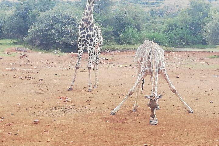 10 dage Cape Town / Kruger Park & Johannesburg magiske tur