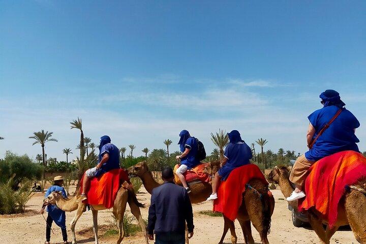 Camel Ride in the Palm Grove of Marrakech with Tea & Hotel Pickup