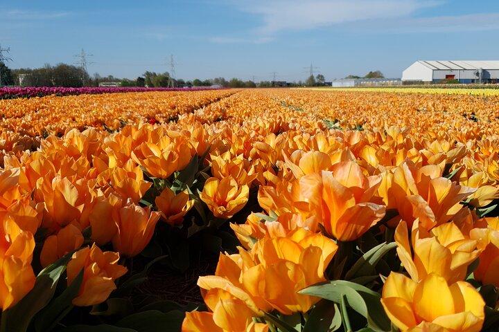 Amsterdam TulipFields of Hollandツアー