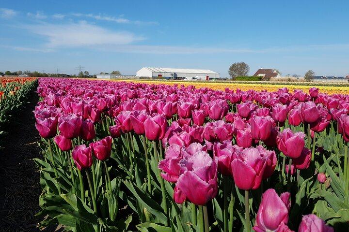 Amsterdam TulipFields of Hollandツアー