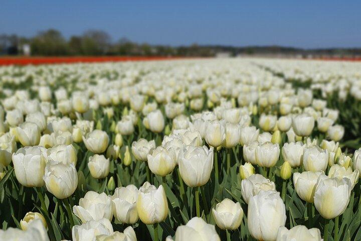 Amsterdam TulipFields of Hollandツアー