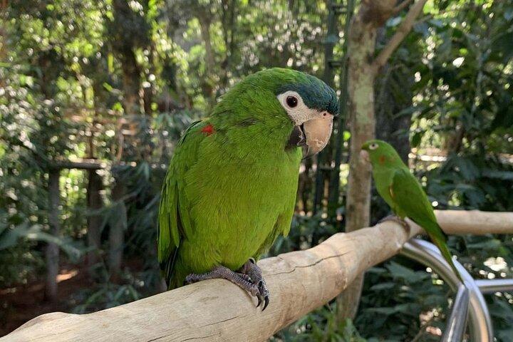 Bird Park & Iguassu Brazilian Side Gran Meliá Hotel Exclusive - Tour privado