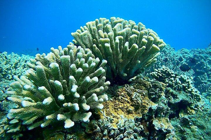 タートルタウンの海岸から海洋生物学者のガイド付きシュノーケルツアー