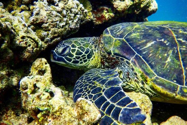 タートルタウンの海岸から海洋生物学者のガイド付きシュノーケルツアー