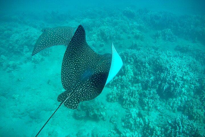 タートルタウンの海岸から海洋生物学者のガイド付きシュノーケルツアー
