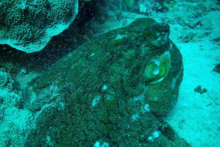 タートルタウンの海岸から海洋生物学者のガイド付きシュノーケルツアー
