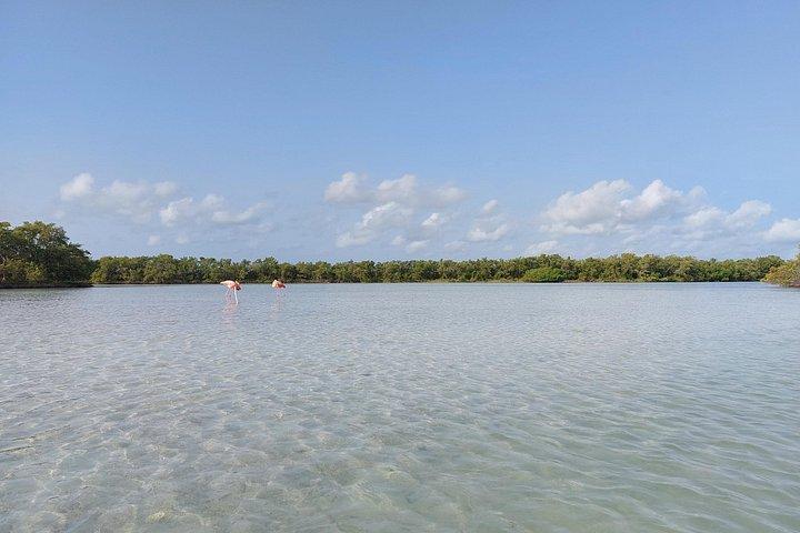 Tour the Mangroves in Kayak by Isla Holbox
