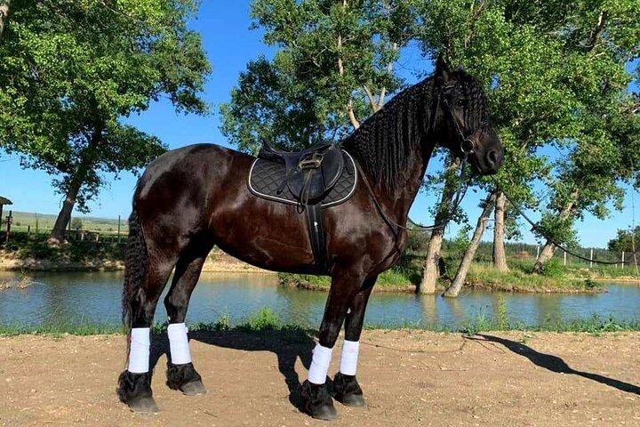 Paseo privado a caballo