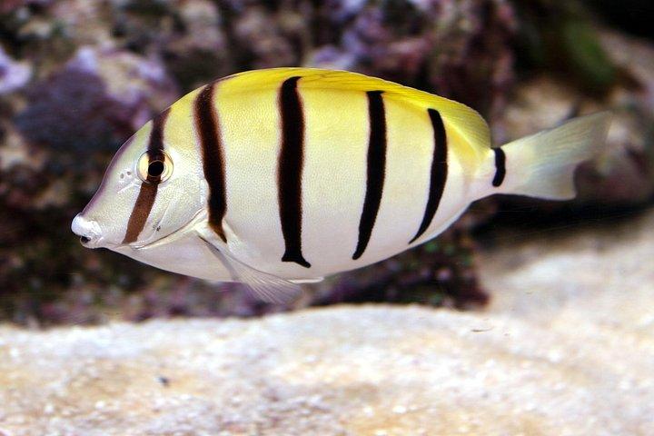 ワイキキでシュノーケリング多くの魚すべてのレベル無料ビデオ＆写真！