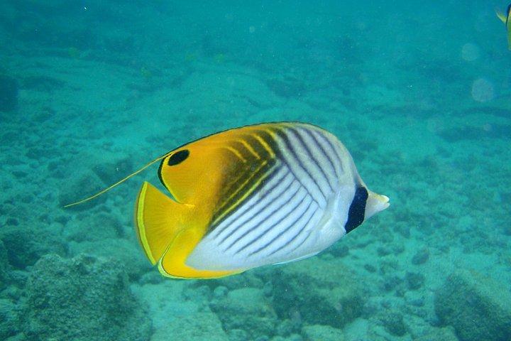 ワイキキでシュノーケリング多くの魚すべてのレベル無料ビデオ＆写真！