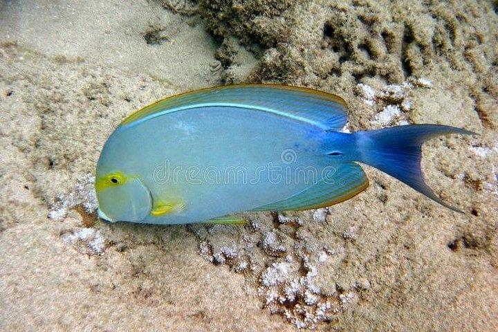 ワイキキでシュノーケリング多くの魚すべてのレベル無料ビデオ＆写真！